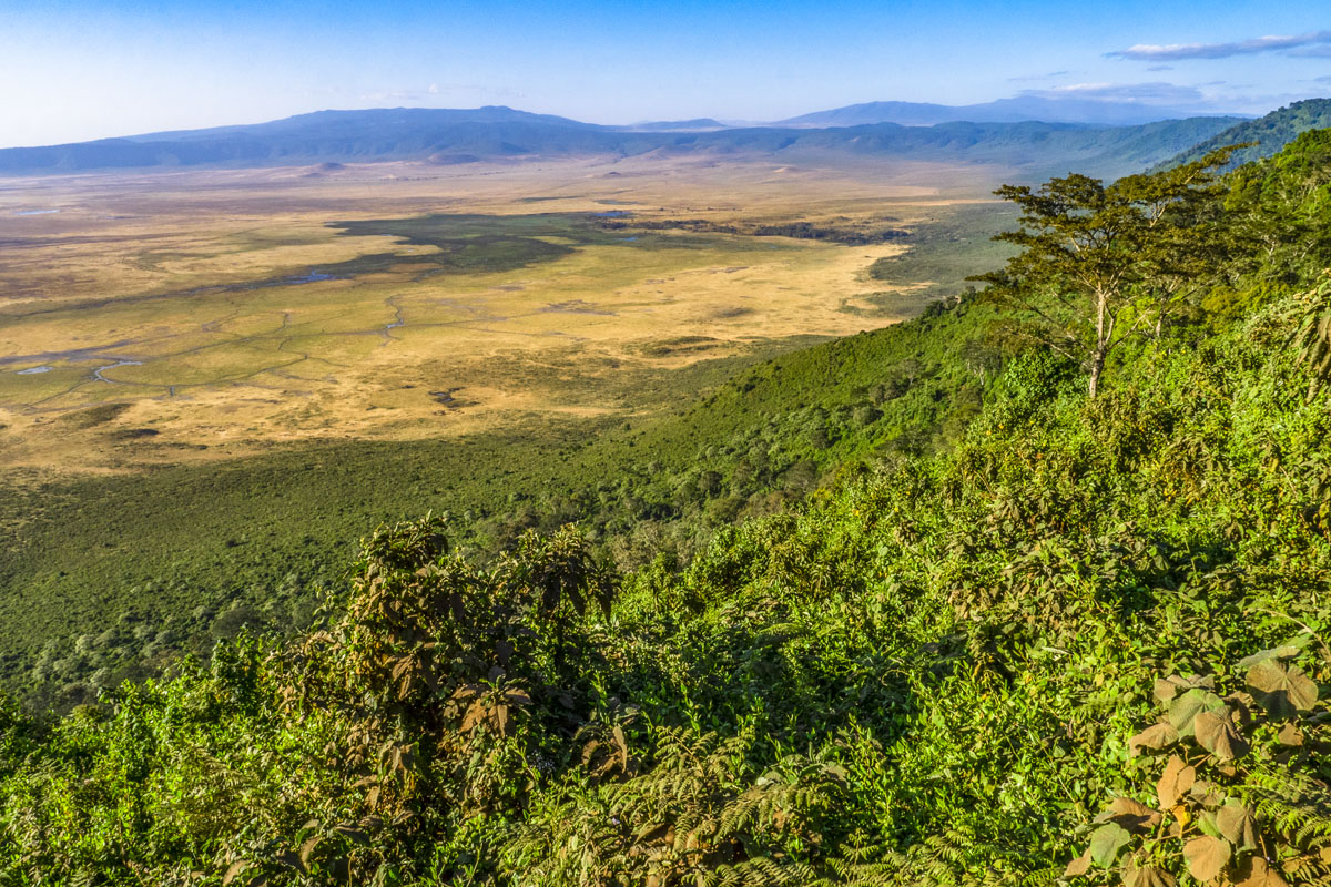 Der Blick schweift über dicht bewachsende Kraterhänge hinab in die weite Caldera des Ngorongoro-Kraters.