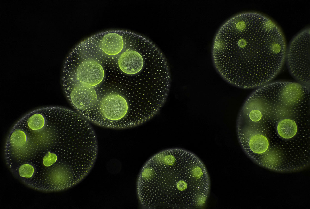 Volvox aureus ist ein in kugelförmigen Kolonien lebender pflanzlicher Einzeller, der in vielen nährstoffreichen Süßgewässern zu finden ist.