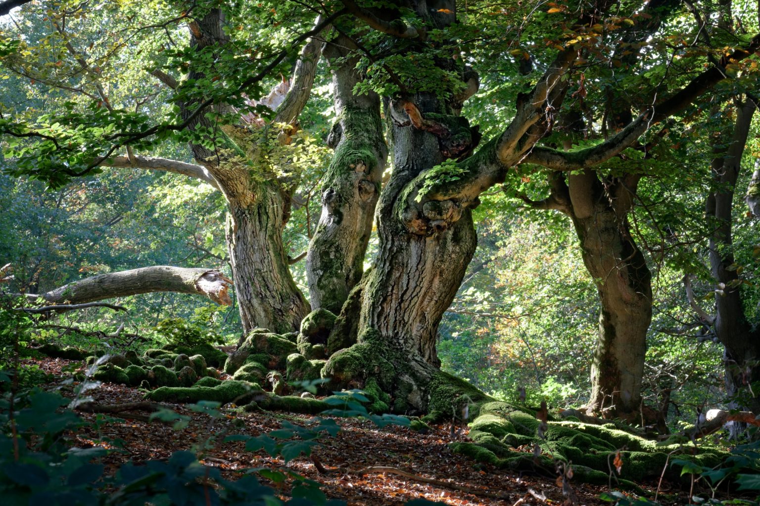 Urwald Lesergalerie - NaturFoto