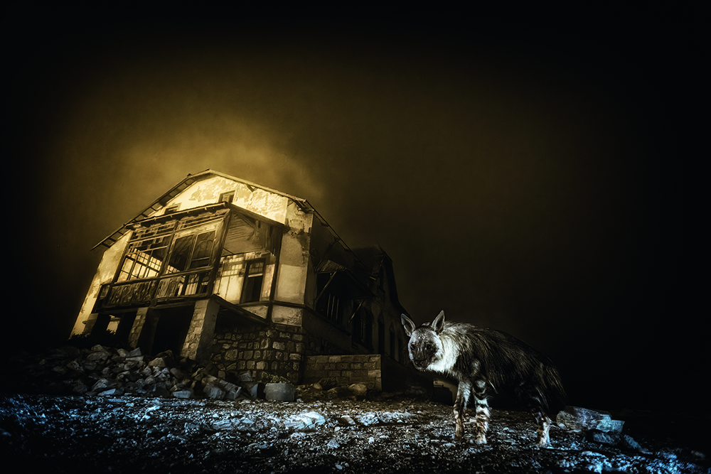 Wildlife Photographer of the Year 2025